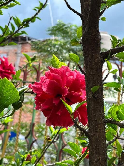 Olivos Habitacion Cuadruple Текіскіяпан Екстер'єр фото